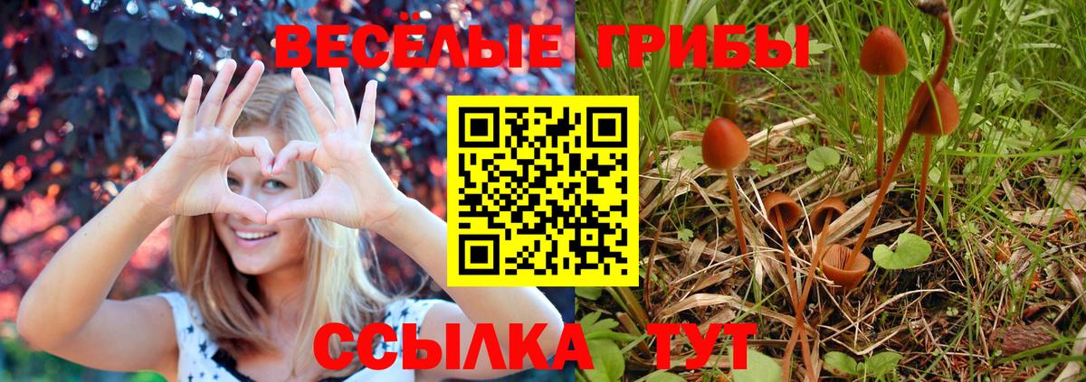 Псилоцибиновые грибы Cubensis Белогорск